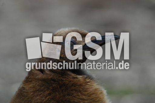 13-Königspinguin (45 von 84).jpg